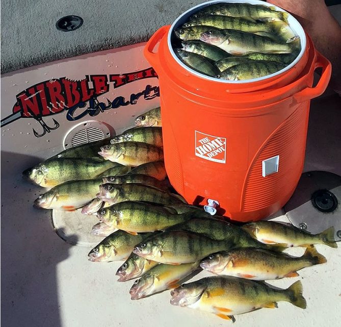 Perch charter fishing